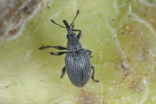 Réf. 308 036 : Apioninae inconnu
